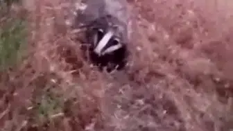 Batman’da doğa tutkunları nadir görülen bir misafirle karşılaştı