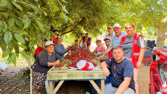 Bayındır'da gençler tarlaya indi, kiraz üreticisine omuz verdi
