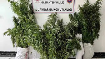 Nizip’te uyuşturucu operasyonu 215 kök kenevir bulundu