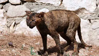 Yangından kurtarılan kedi hayata tutunuyor