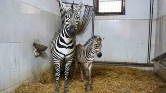 Bursa Hayvanat Bahçesi’ne yeni bir zebra yavrusu katıldı