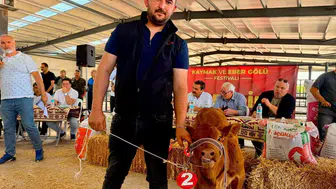 Afyon’da yılın en güzel buzağısı seçildi