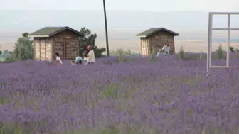 Karapınar lavanta bahçeleriyle ziyaretçilerini ağırlıyor