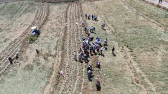 Taşköprü’de beyaz altın hasadı başladı