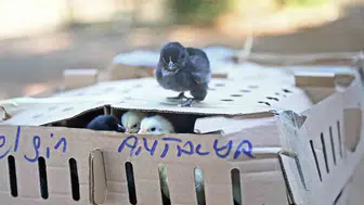 Antalya terminalinde karton kutularda 700 civciv bulundu