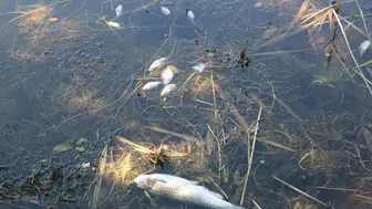 Bolu Gölcük’te yüzlerce balık kıyıya vurdu