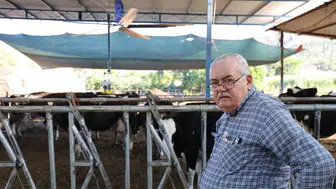 Aydınlı besiciler bunaltıcı sıcaklara karşı ineklerine vantilatörlü çözüm buldu