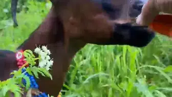 Çay tiryakisi keçi görenleri şaşırttı