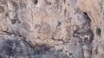 Malatya’nın yüksek yamaçlarında yaban keçileri kameraya yansıdı