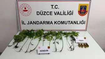 Düzce'de jandarma baskınlarıyla kenevir tarlalarına geçit verilmedi
