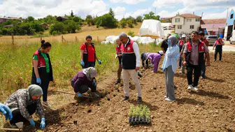 Kastamonulu çiftçiye üniversiteden ücretsiz fide desteği