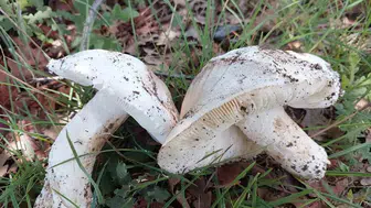 Yozgat kırsalında mantar mesaisi başladı