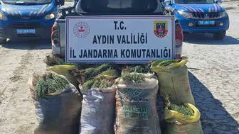 Didim’de doğadan izinsiz bitki toplayanlara jandarma baskını