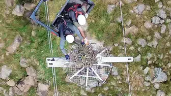 Elektrik direkleri göçmen kuşlara güvenli yuva oluyor