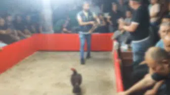 Dernek maskesiyle horoz dövüştürenlere polis baskını