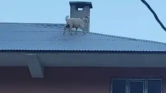 Van'da çatıya tırmanan keçiler mahalleyi ayağa kaldırdı