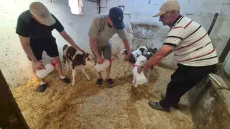 Kırklareli'nde inek tek seferde üç buzağı doğurdu