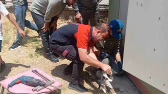 Siirt Kurtalan’da trafo deliğine başı sıkışan kedi kurtarıldı