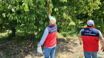 Afyon’da dolu vurdu üreticinin tarlası yandı