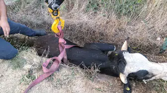 Bolu'da kanala düşen inek itfaiyenin halatlı operasyonuyla kurtarıldı