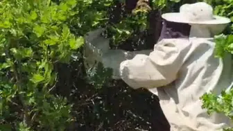 Bingöl Adaklı’da arı sürüsü kovandan çıkıp meşe ağacına yerleşti