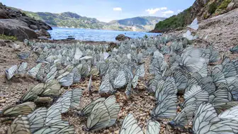 Nemrut Krater Gölü beyaz kanatlı kelebeklerin istilasına uğradı