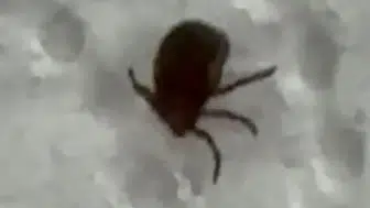 Bağdan dönen vatandaş vücudunda kene bulunca hastaneye koştu