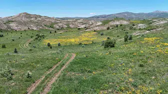 Sivas kırlarında sarı kantaron bereketi