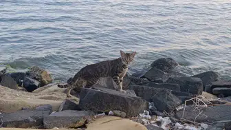 Tekirdağ sahilinde güneş hakimiyeti kedilere bıraktı