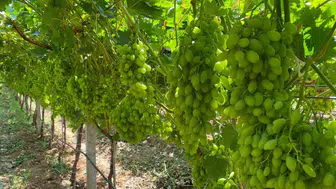 Manisa bağlarında 40 derecelik sıcaklık alarmı