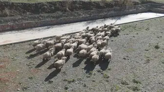 Tokat'ın meşhur Karayaka koyunu üniversitede güvence altına alındı