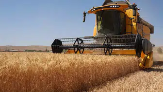 Konya Ovasında buğday hasadı yüzleri güldürdü