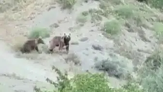 Sivas kırsalında anne ayı ve yavrusu kameraya yakalandı