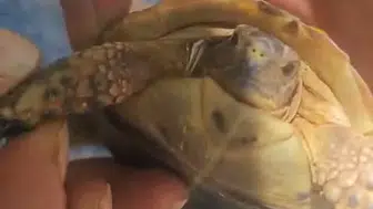 Elazığ’da tarlada diken batan kaplumbağayı köylü vatandaş kurtardı