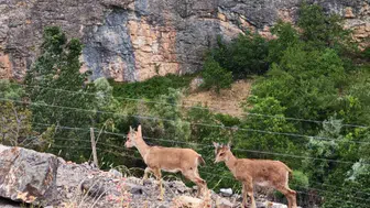 Gümüşhane dağlarında yavru keçilerin zorlu oyun saati