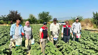 Koçarlı bamyasında sezon başladı