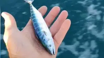 Karadenizli balıkçının sezon müjdesi ağlara takıldı