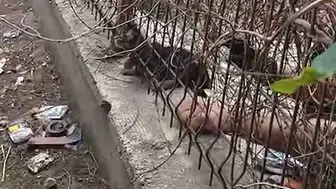 Kırıkkale'de korkuluklara sıkışan yavru kediyi ekipler kurtardı