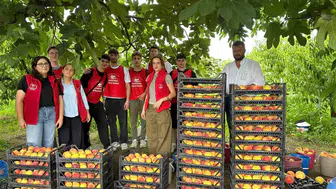 Gençler Çarşamba’daki şeftali bahçelerinde iş başı yaptı