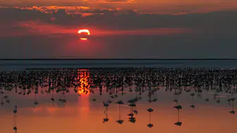 Tuz Gölü flamingo nüfusunda son beş yılın rekoru kırıldı
