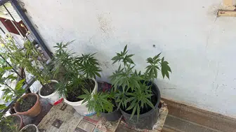 İskilip'te bir evde kenevir yetiştiren şüpheli yakalandı