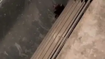 Gaziantep'te okulun havalandırma boşluğuna düşen yavruları öğretmenler kurtardı