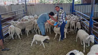 Köşk'te küçükbaş hayvanlar için yaz mesaisi başladı