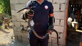 Hatay sokaklarında yılan paniği