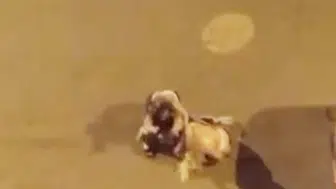 Iğdır sokaklarında gece yarısı kavga kamerada