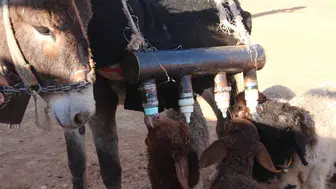 Şanlıurfa’da kuzular çoban yerine eşeği takip ediyor