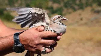 Sivas'ta kenelere karşı keklikli savunma dönemi başladı