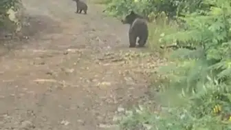 Karabük ormanlarında ayılarla burun buruna geldiler