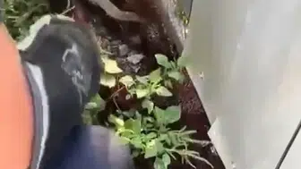 Hatayda yılanlar evlere girmeye başladı