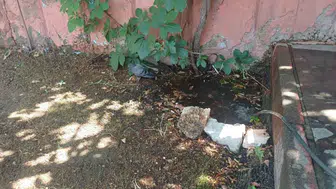 Bingöl’de termometreler yükselince güvercinin imdadına su birikintisi yetişti
